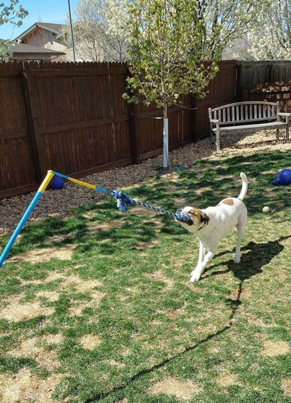 small backyard for dogs