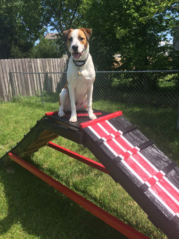 22 Easy DIY Dog Playground Ideas For Small Backyard