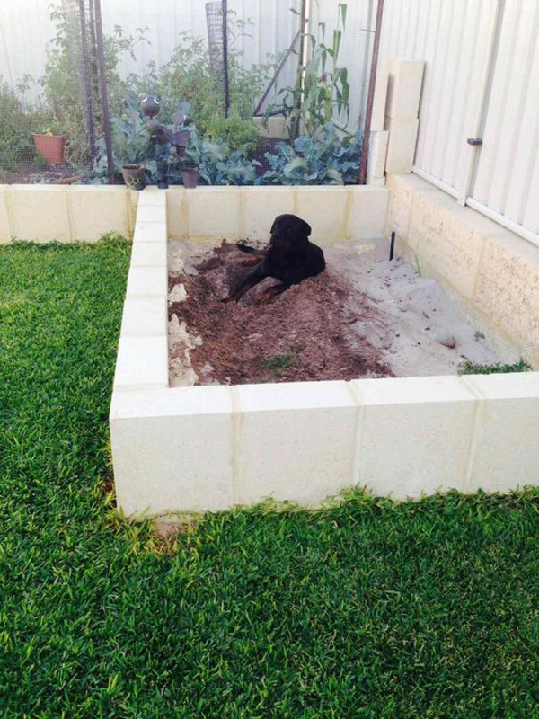 small backyard for dogs