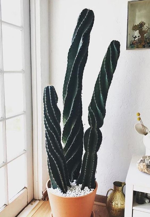25 Unique Room Ideas With Artificial Cactus