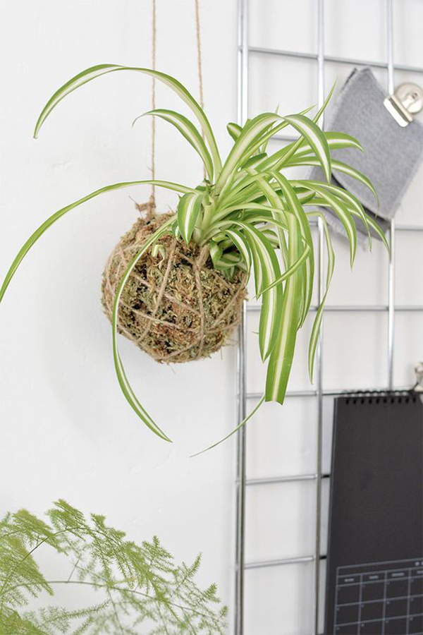 25 Cute DIY Kokedama Ideas To Grow Your Plants