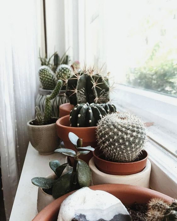 amazing-cactus-decor-in-the-window