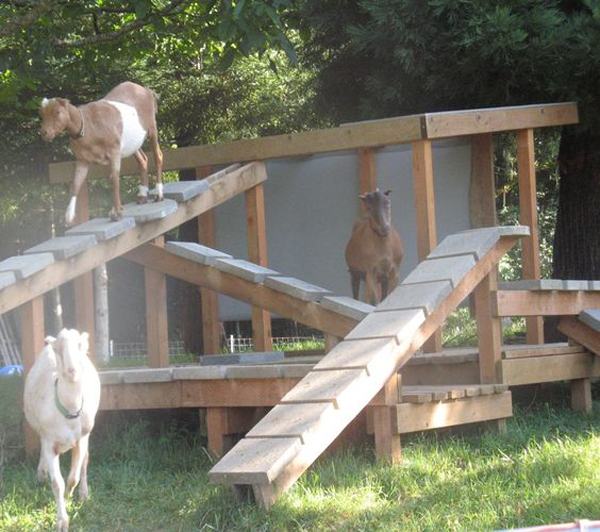 dreamy-goat-farm-with-playground