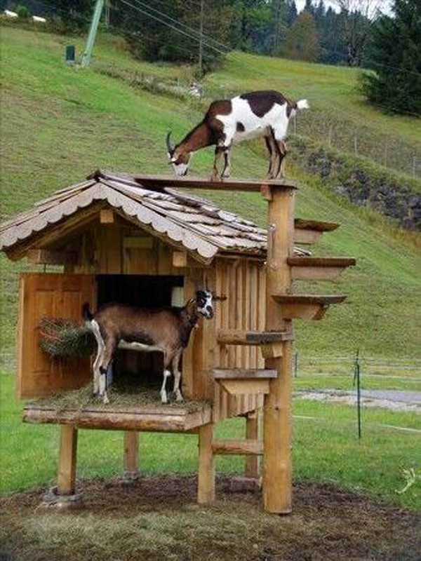 goat-playground-ideas-made-from-pallet