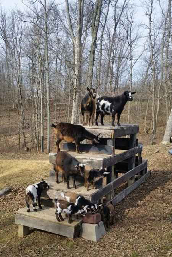 wooden-goat-playground-for-backyard