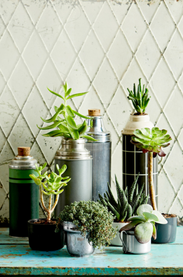 thermos-succulent-display-containers