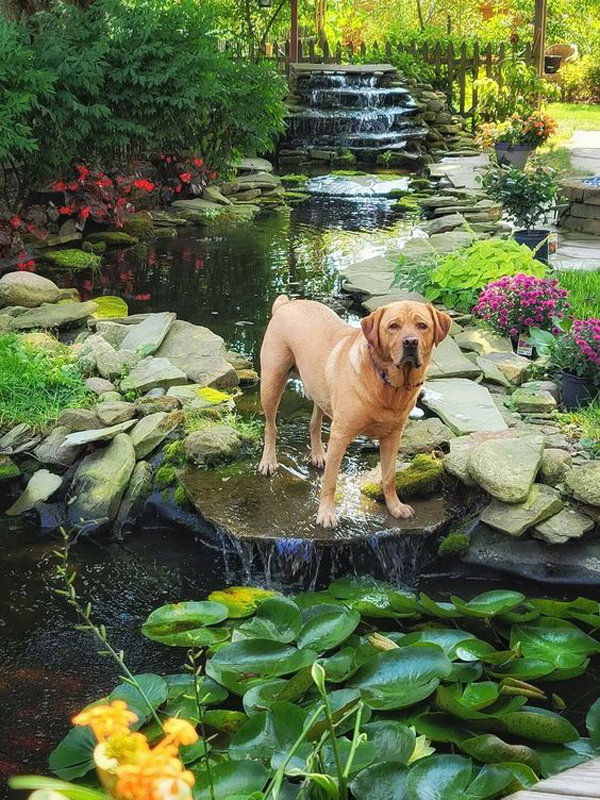 amazing-dog-friendly-garden-with-pond-design