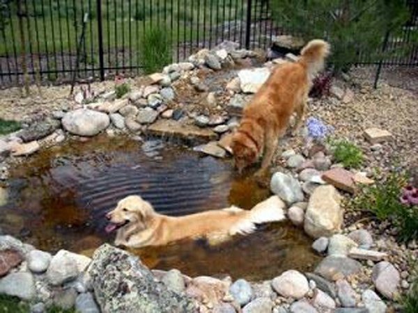 diy-backyard-dog-pond-for-small-space