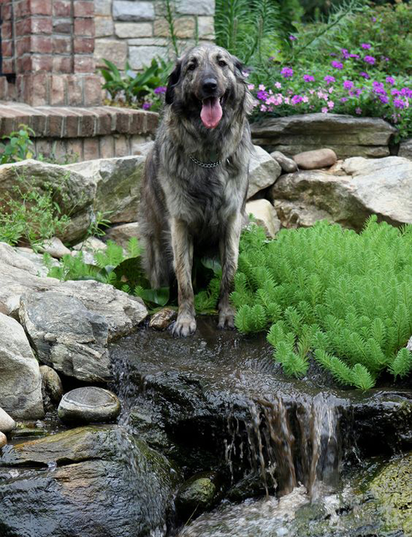 dog-friendly-garden-ideas-with-pond