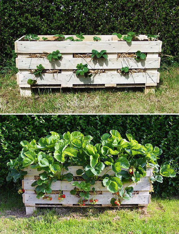 diy-strawberry-pallet-planter-ideas