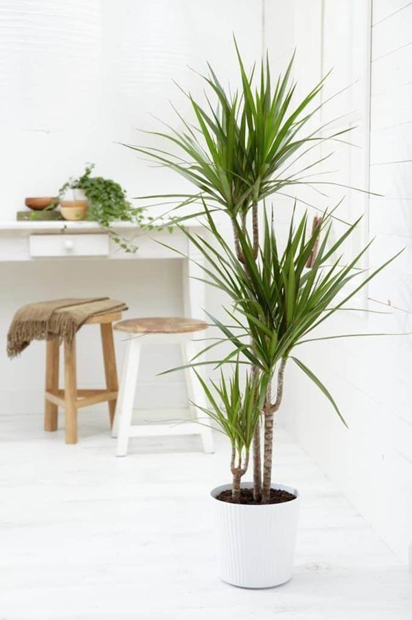 indoor-dracena-plant