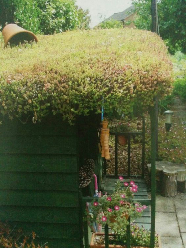 natural-garden-shed-with-sedum-roof