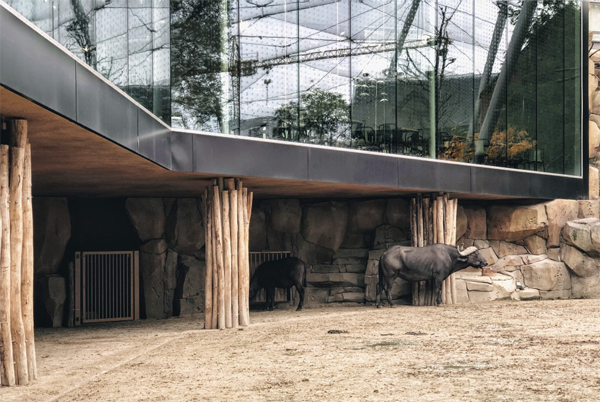 antwerp-buffalo-zoo-in-the-city