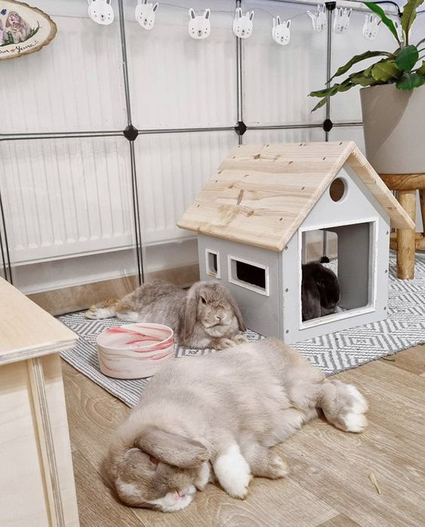 cute-indoor-rabbit-house-design