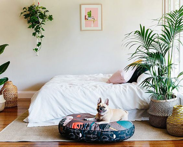 tropical-style-bedroom-with-cozy-dog-bed