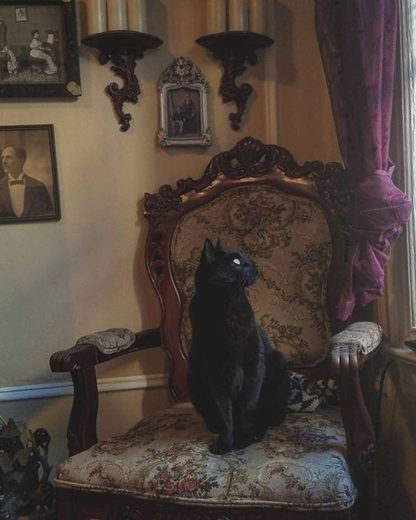 gothic-victorian-chair-and-gallery-wall-for-cat-halloween