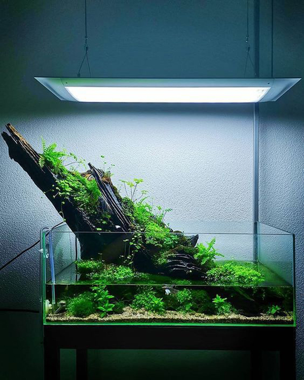 pond-aquascaping-design-with-shallow-tank