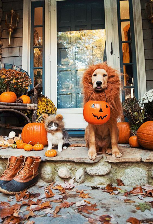 adorable-dog-patio-decor-with-pumpkins
