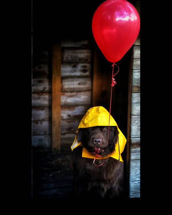 spooky-and-cute-dog-halloween-with-pennywise-costum