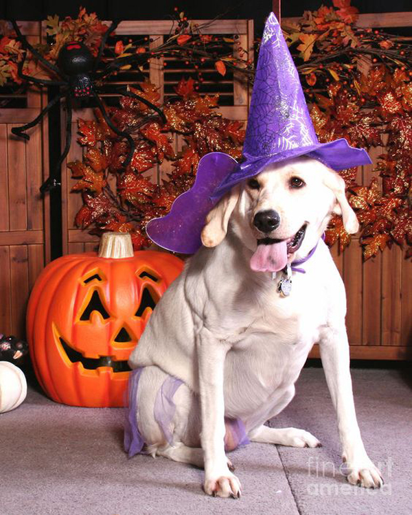 witch-dog-halloween-with-pumpkin-decor