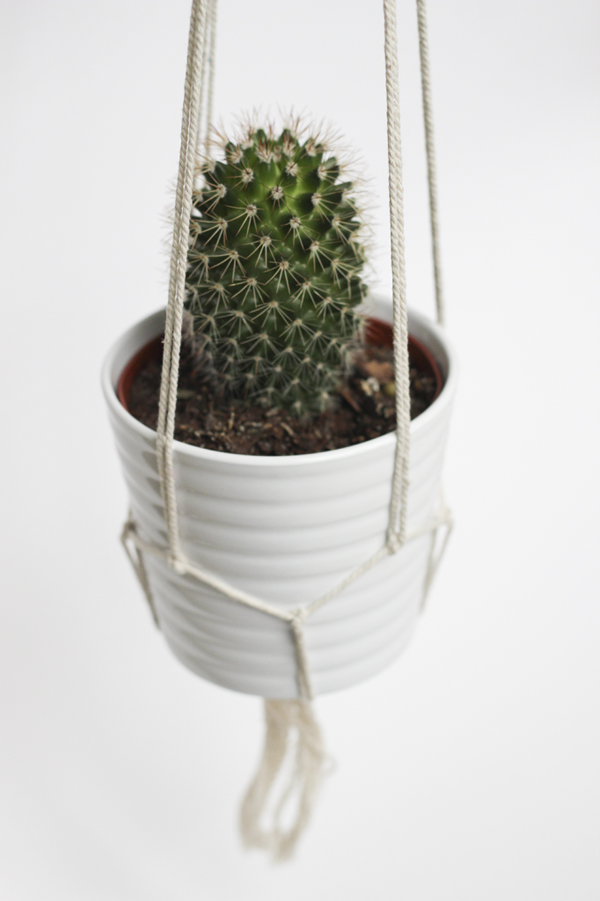 DIY Hanging Cactus Plant with Ropes