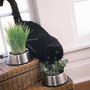 25 Creative DIY Indoor Herb Garden Ideas | Housetodecor.com