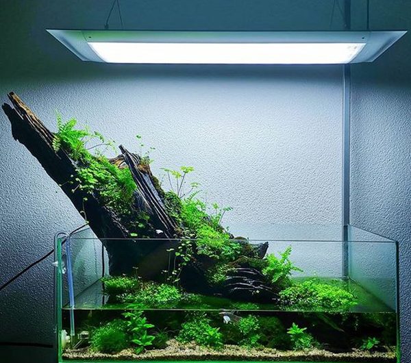 12 Best And Easy-To-Grow Aquascape Plants For Beginners