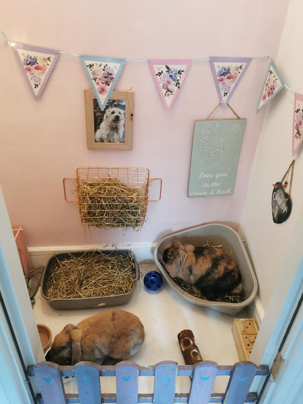 the-house-rabbit-setup-ideas