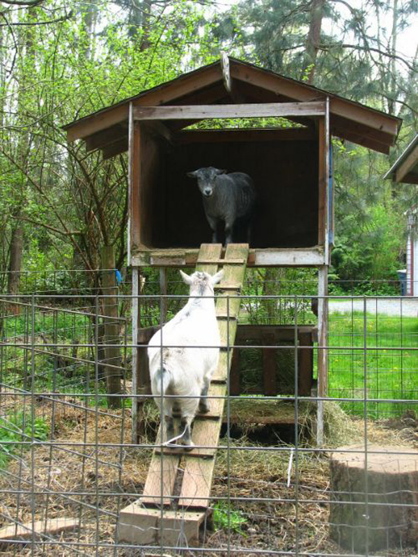 easy-diy-two-storey-goat-house
