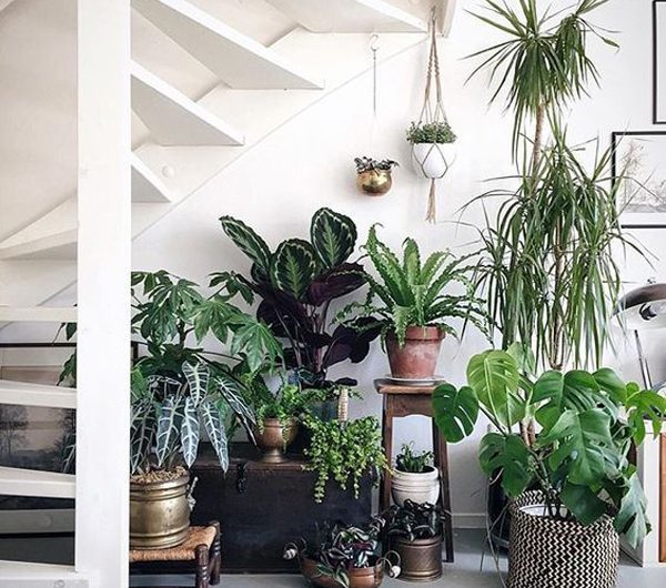 5 Minimalist Indoor Garden Ideas For Limited Space