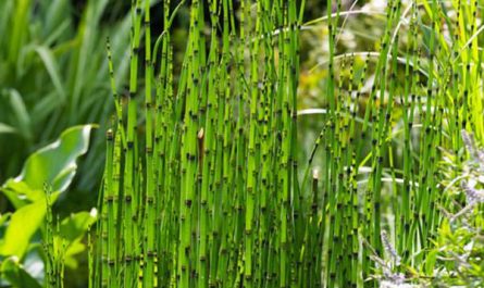 beautiful-horsetail-reed-grass-landscapes