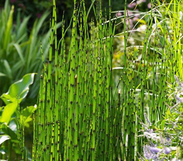 20 Amazing Garden Landscaping Ideas With Horsetail Reed