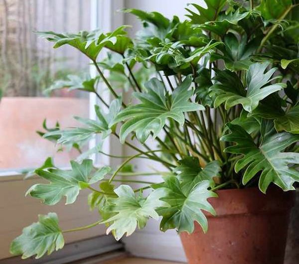 7 Beautiful Houseplants That Grow Without Sunlight