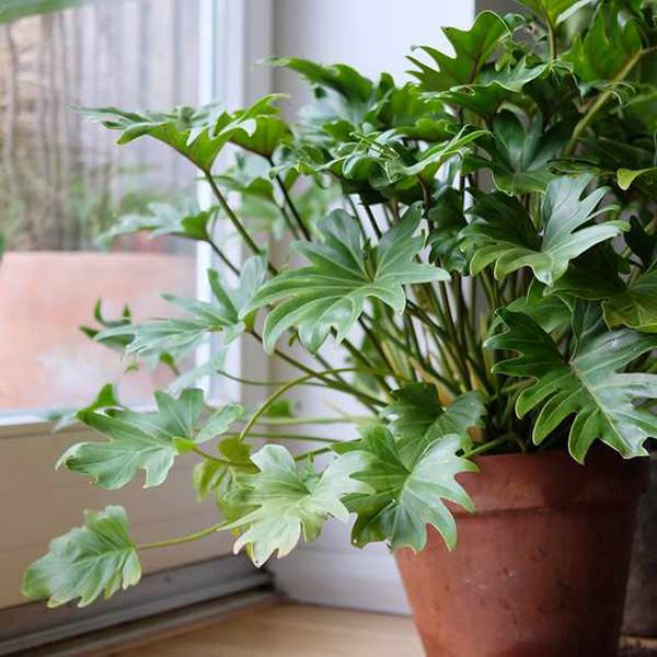 indoor-philodendron-plant-decor