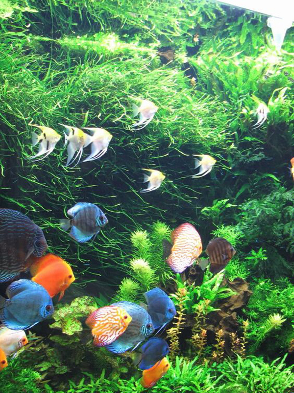 awesome-discus-fish-aquacape-for-beginners