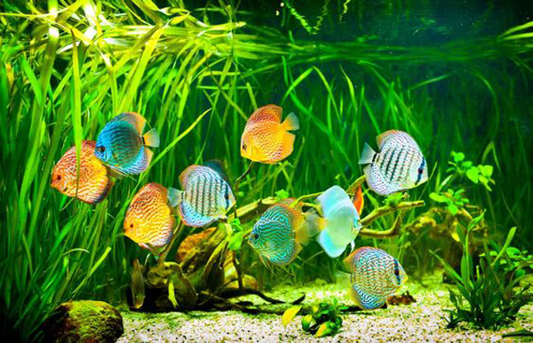 beautiful-discus-aquarium-design
