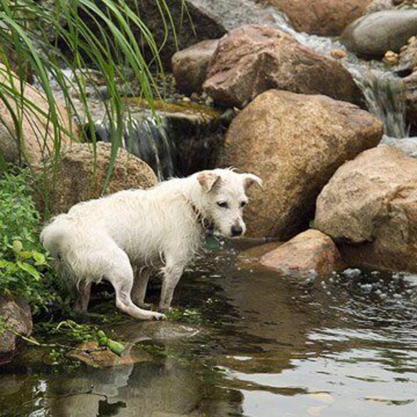 beautiful-dog-garden-pond-landscaping