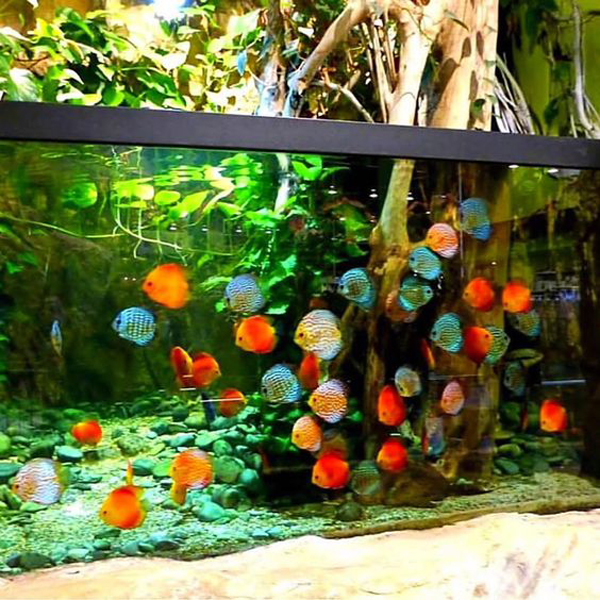 natural-discus-fish-aquarium