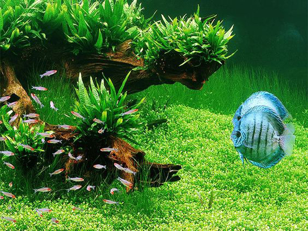 nature-aquarium-design-for-discus