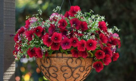 petunia-hanging-flower-basket