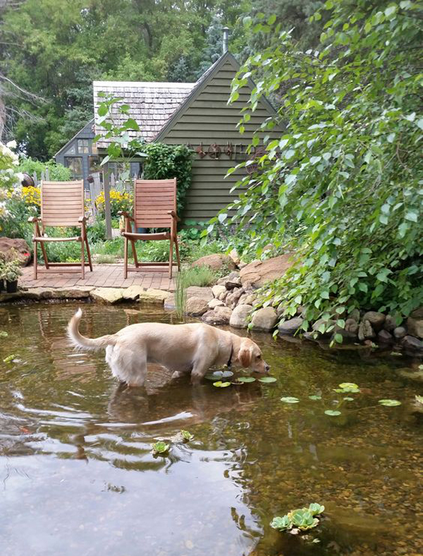 refreshing-garden-dog-pond-with-seating-area