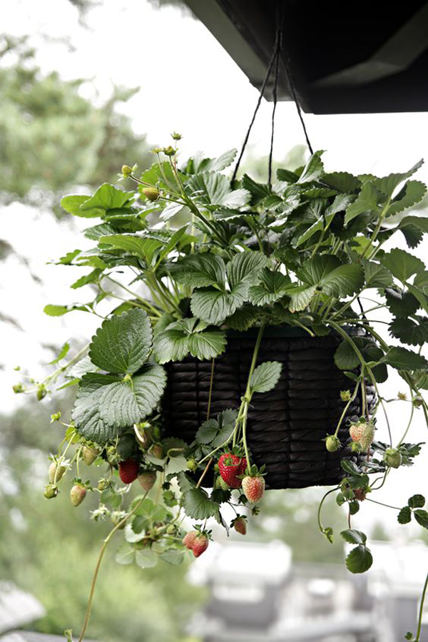 hanging-strawberry-plant-with-basket