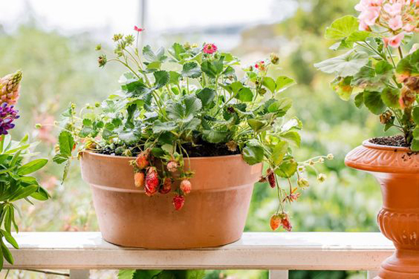 simple-grow-strawberry-plants-in-pots