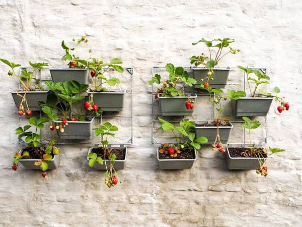 strawberry-planting-wall-ideas