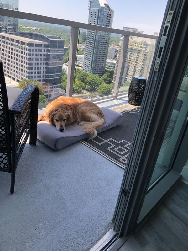 modern-dog-friendly-balcony-with-bed