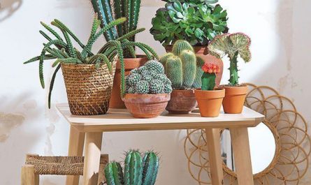 pretty-indoor-cactus-decor-ideas