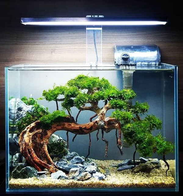 bonsai-tree-aquascape-design