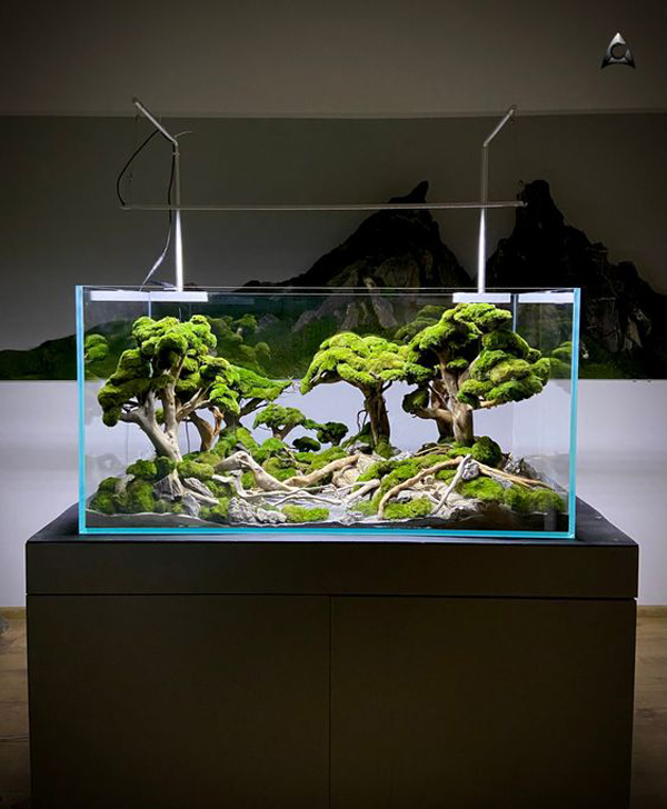 tree-aquascaping-design-layout