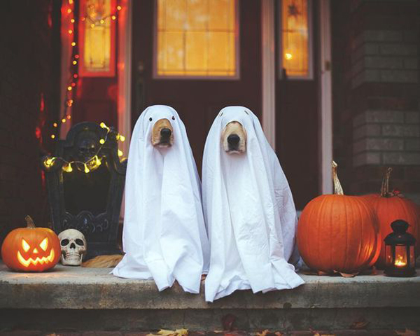 cute-ghost-dog-halloween-for-patio