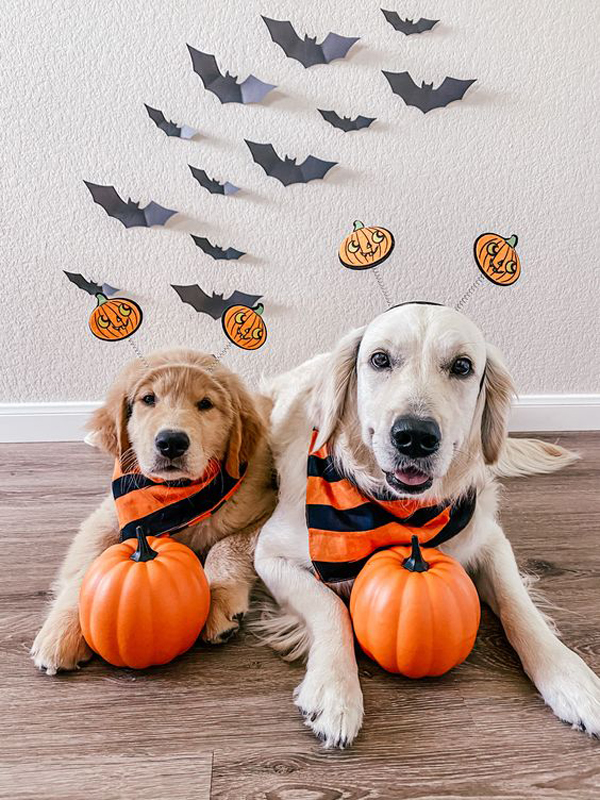 cute-indoor-dog-halloween-decor-with-pumpkin-and-bat-wall